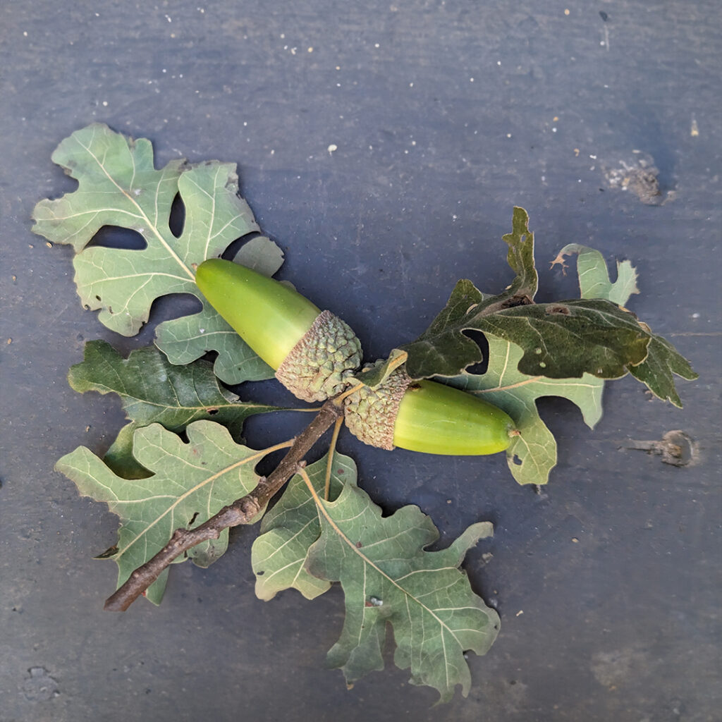 an image of Qurcus lobata - the Valley Oak leaves and acorns