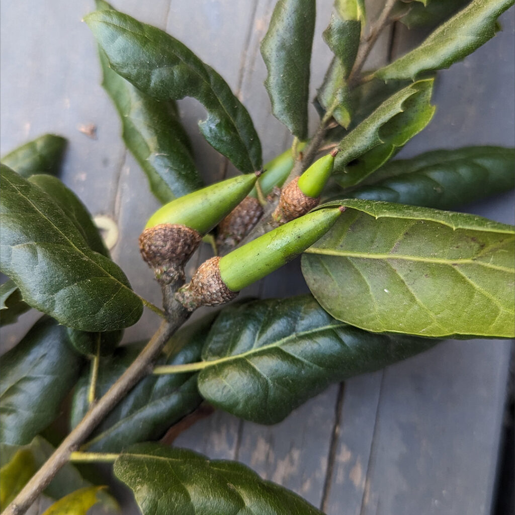 an image of Qurcus agrifolia - the coastal live oak