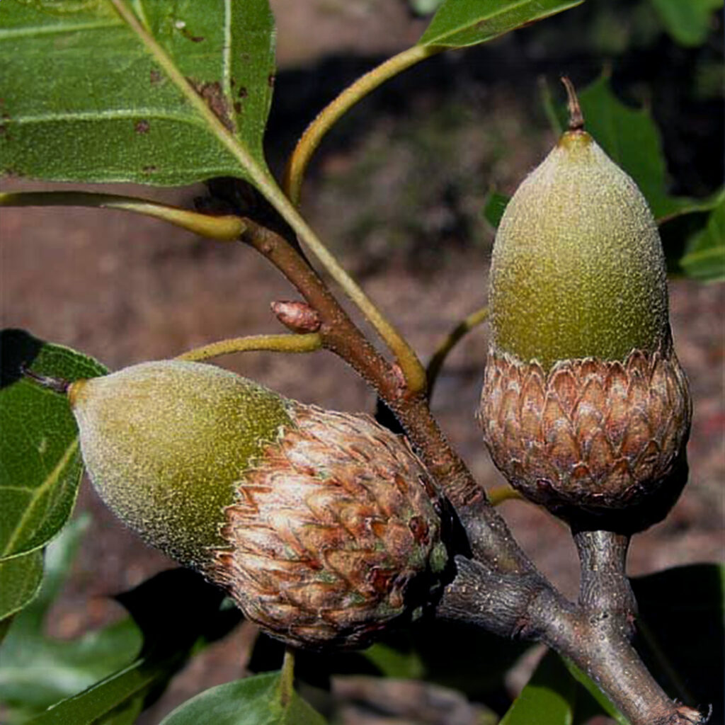 an image of Qurcus kelloggii acorn-