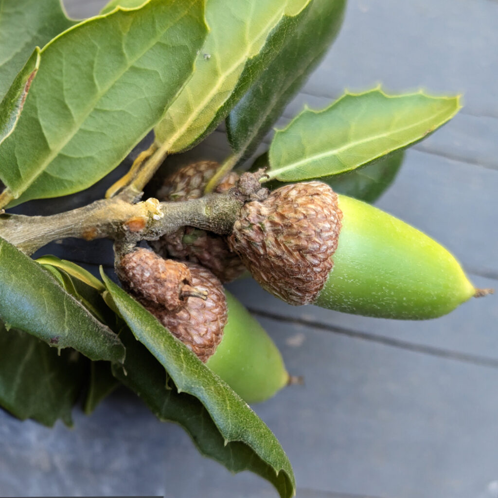 an image of a Qurcus wizlizeni acorn - the Inland Live Oak